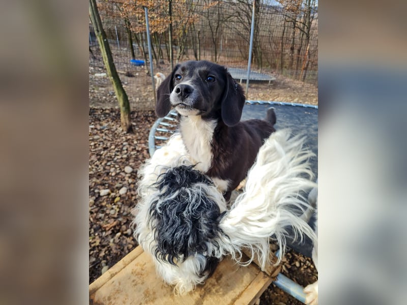 Aufgepasst - hier ist die charmante Traumhündin FLAVIA