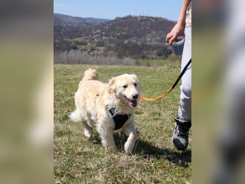 Bezaubernder MAXIM wäre gerne ein geliebtes Familienmitglied