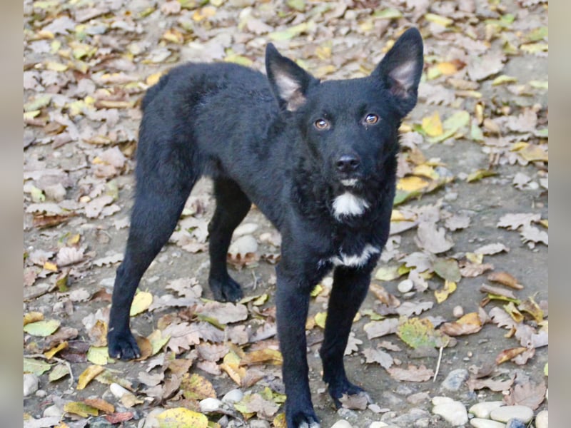 Niedliche BILLIE könnte dein Herzenshund werden