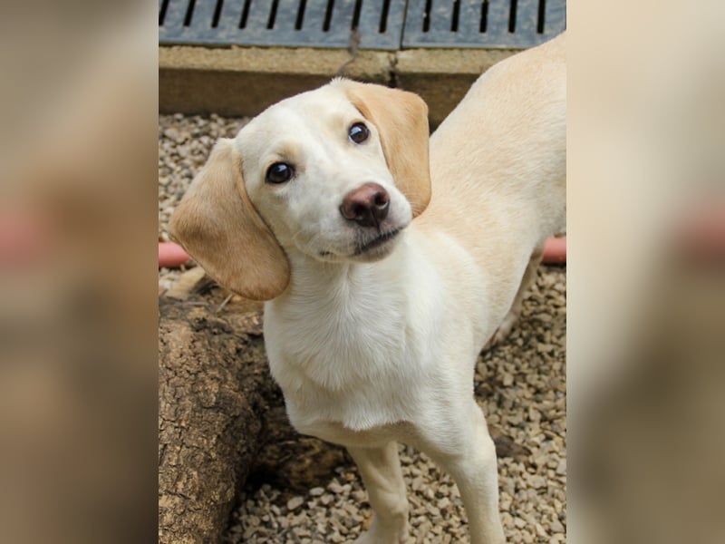 TIAGO - will Dich verzaubern TIAGO - will Dich verzaubern