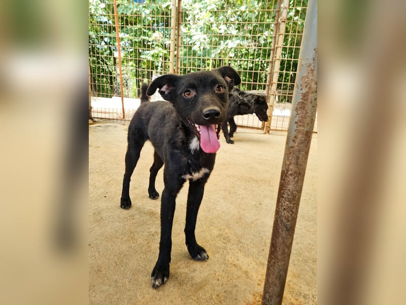 Niedliche BILLIE könnte dein Herzenshund werden