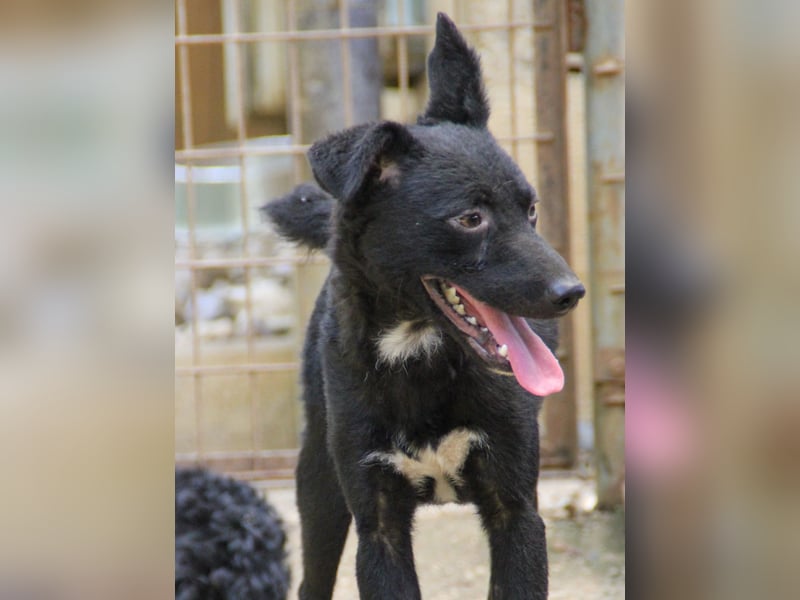 Niedliche BILLIE könnte dein Herzenshund werden