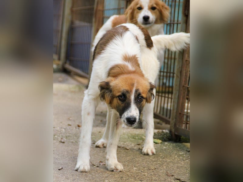 WILHELM wunderhübsch und schlau !