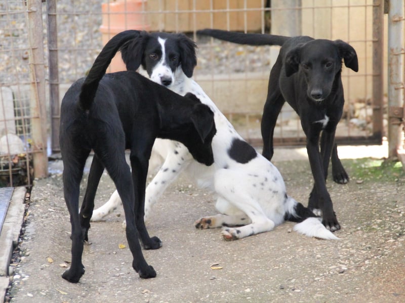 Sanfte und verschmuste IRNEA sucht ihr Kuschelkörbchen für Immer