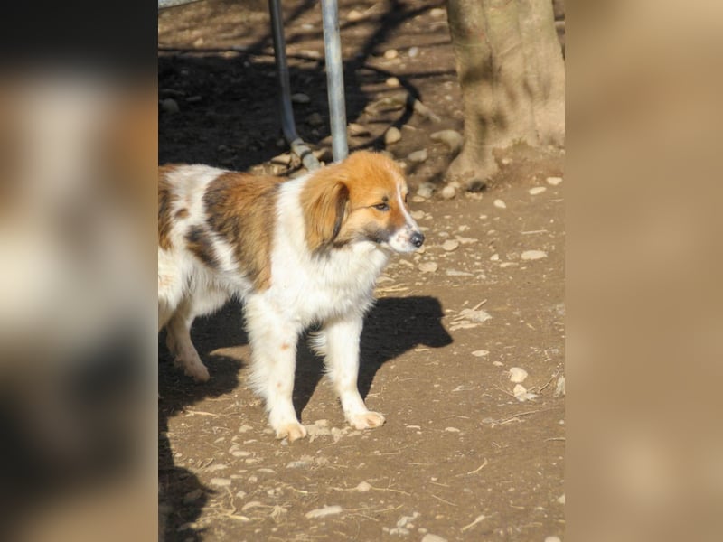 WILHELM wunderhübsch und schlau !