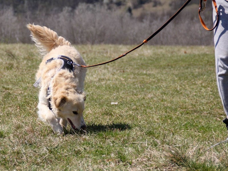 Bezaubernder MAXIM wäre gerne ein geliebtes Familienmitglied