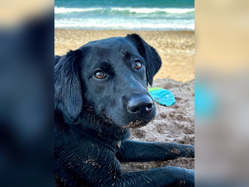 Zuckersüße MONIQUE ist auf Pflegestelle in 91126 Schwabach