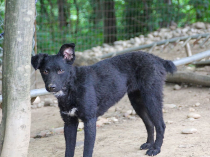 Niedliche BILLIE könnte dein Herzenshund werden