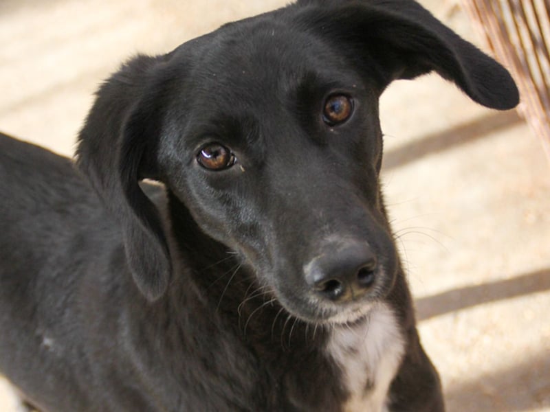 Kuscheln und Spielen im eigenen Zuhause, davon träumt die liebe IRMA