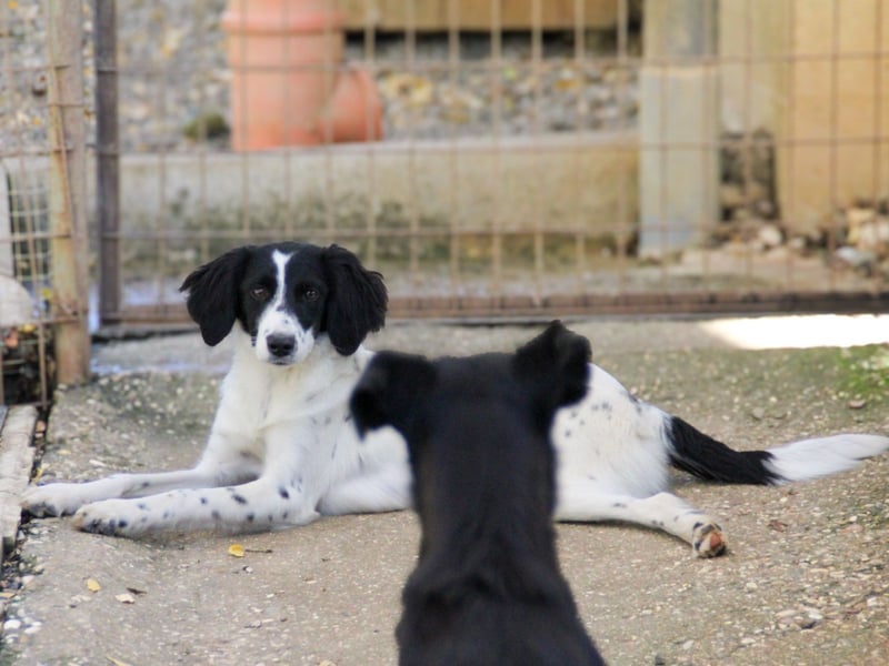 Sanfte und verschmuste IRNEA sucht ihr Kuschelkörbchen für Immer