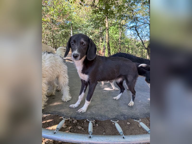 Aufgepasst - hier ist die charmante Traumhündin FLAVIA