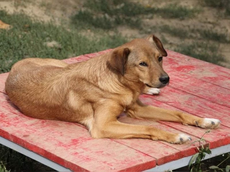 SVEN erfahrener friedlicher Hunderentner - sucht erfahrene Herzensmenschen