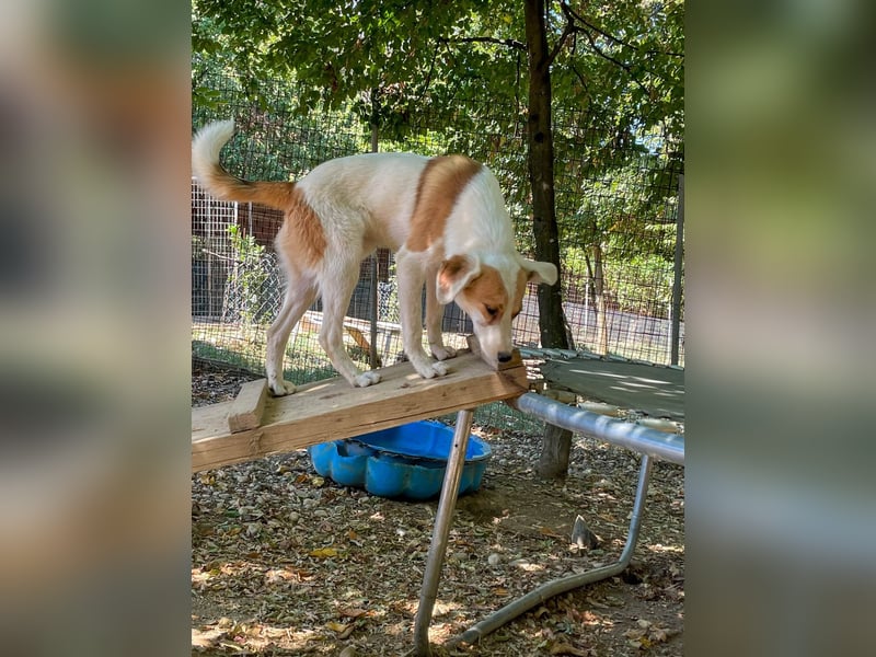 Halli-Hallo, ich bin der zuckersüße ANTONIO und suche ein liebevolles Zuhause