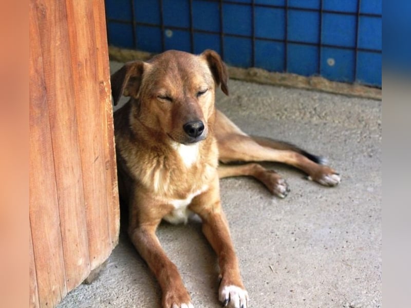 SVEN erfahrener friedlicher Hunderentner - sucht erfahrene Herzensmenschen