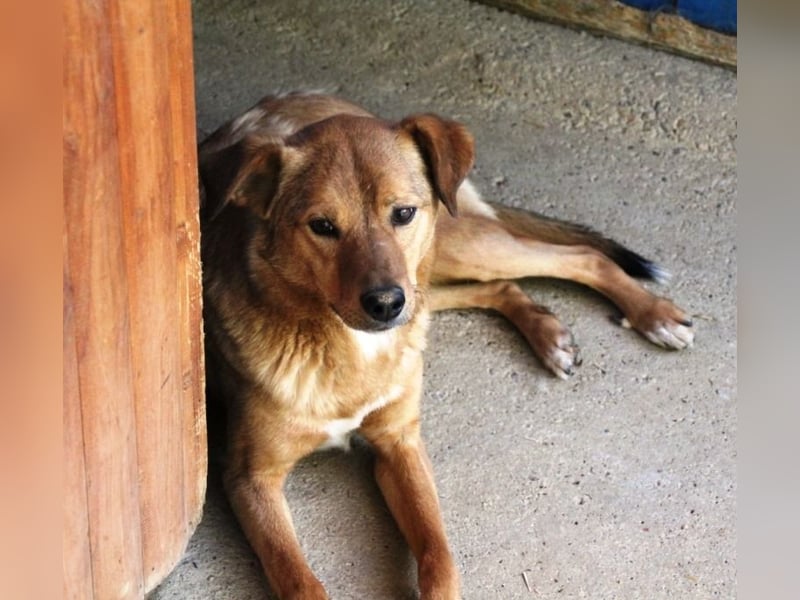 SVEN erfahrener friedlicher Hunderentner - sucht erfahrene Herzensmenschen