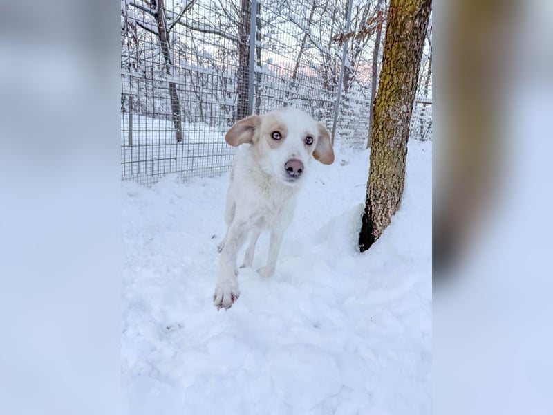 Zuckersüße LIMA ist ein Traum auf vier Pfoten