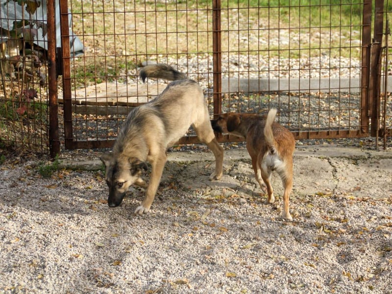Knutschkugel JOSEPHINE will endlich mit ihren eigenen Menschen kuscheln