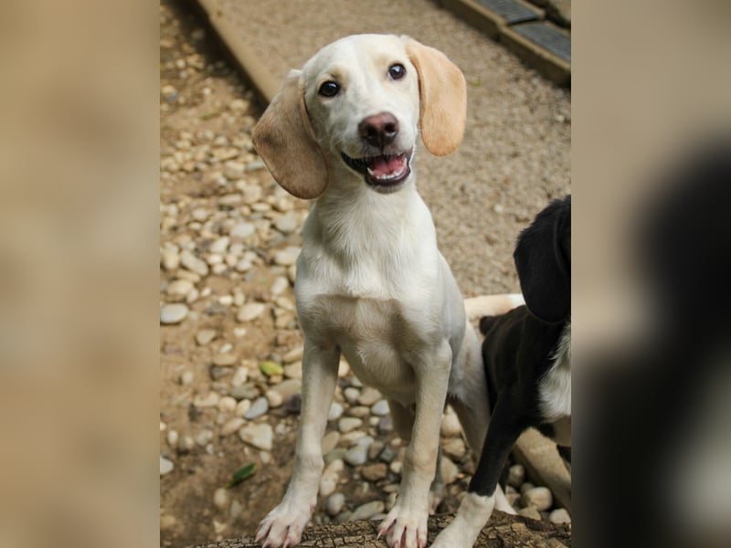 TIAGO - will Dich verzaubern TIAGO - will Dich verzaubern