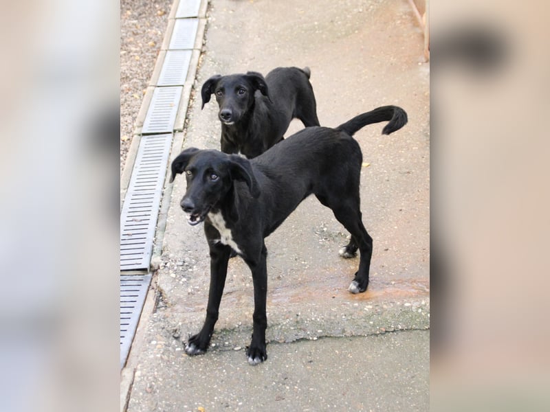 Bäuchleinkrauler gesucht für zuckersüße IRMA gesucht !