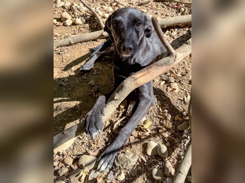 ISIDORA sucht Kuschelpartner fürs Leben