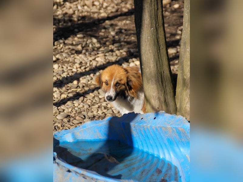 wunderhübscher WILHELM will WELTENTDECKER werden !
