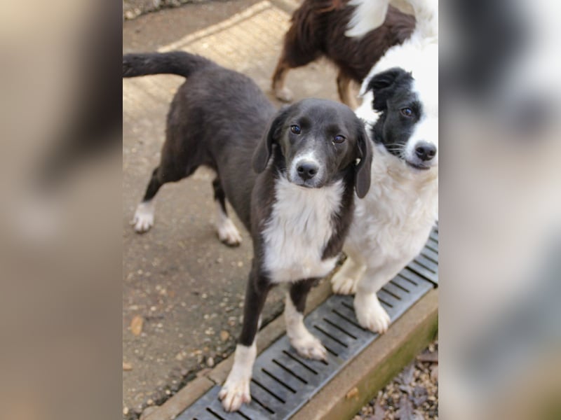 Aufgepasst - hier ist die charmante Traumhündin FLAVIA