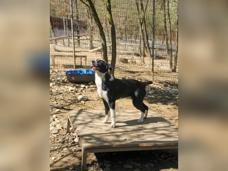 Zuckersüße ENI ist eine schlaue hübsche Hundelady