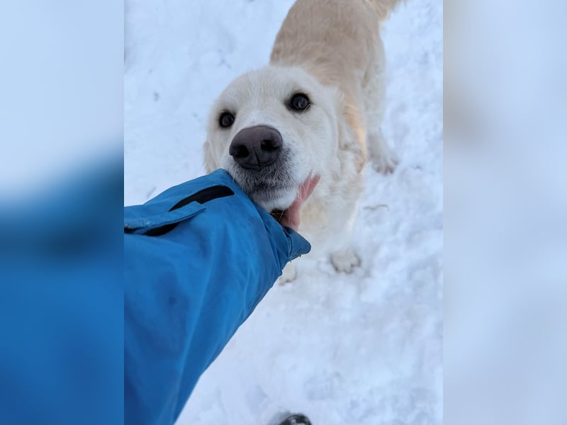 Hoppla - liebenswerter MAXIM möchte on tour gehen