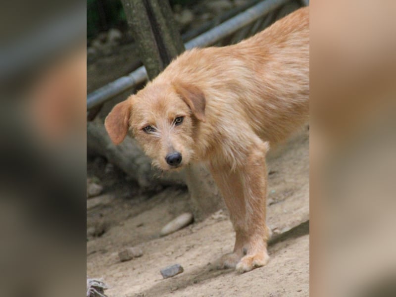 Zuckersüßer DARCY - manchmal etwas zurückhaltend aber doch neugierig