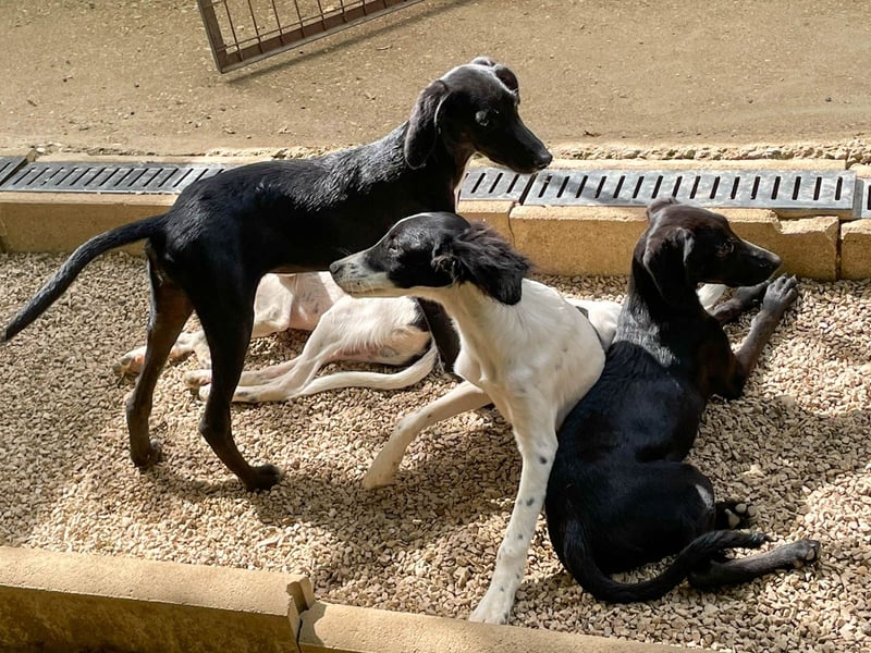 Sanfte und verschmuste IRNEA sucht ihr Kuschelkörbchen für Immer
