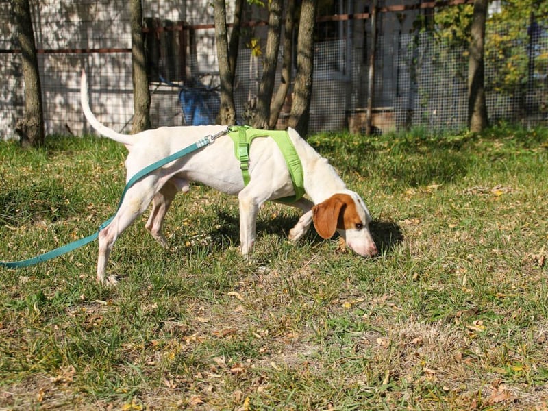 Schmusehund FICO möchte auf seiner PS in Erlangen von dir besucht werden! Komm vorbei!