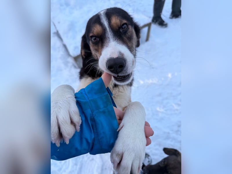 Zuckersüße LOARA sucht ihr Für-Immer-Zuhause