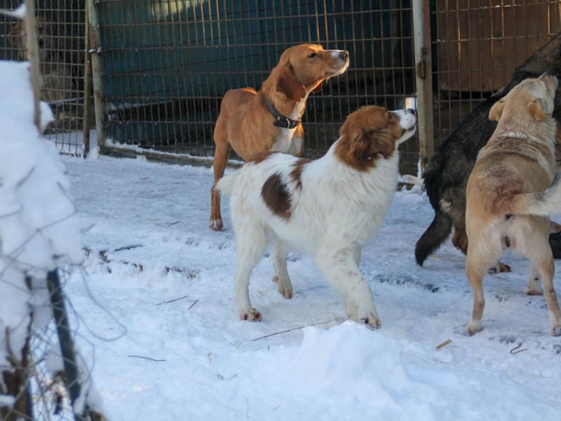Halli-Hallo, ich FRIEDRICH, suche ein liebevolles Zuhause