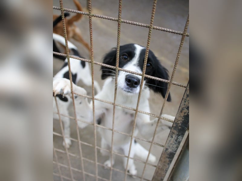 Sanfte und verschmuste IRNEA sucht ihr Kuschelkörbchen für Immer