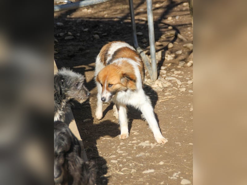 wunderhübscher WILHELM will WELTENTDECKER werden !