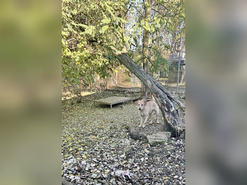 Zuckersüßer DARCY - manchmal etwas zurückhaltend aber doch neugierig