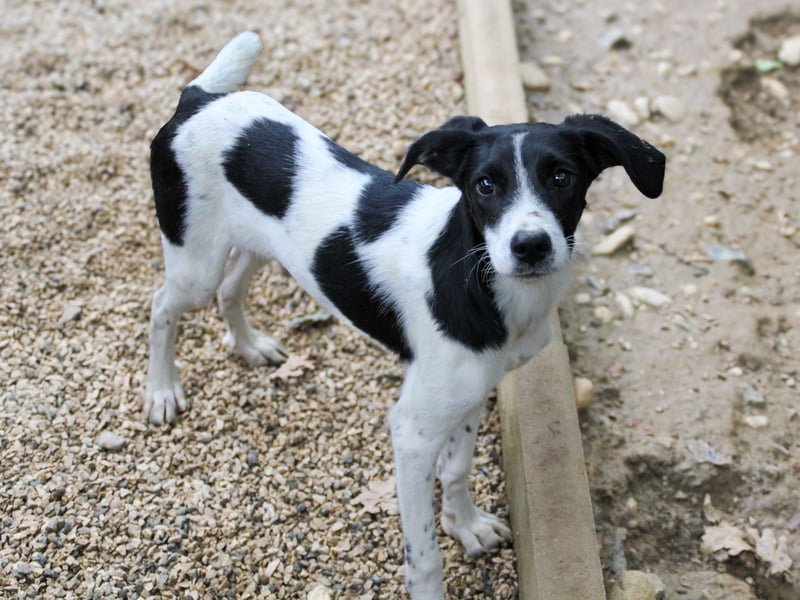 ILIAS ist ein lustiger und charmanter Hundebub