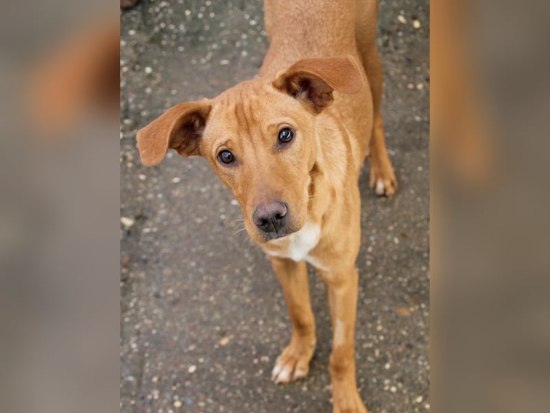 Süße MIRA ist ein Traum auf vier Pfoten