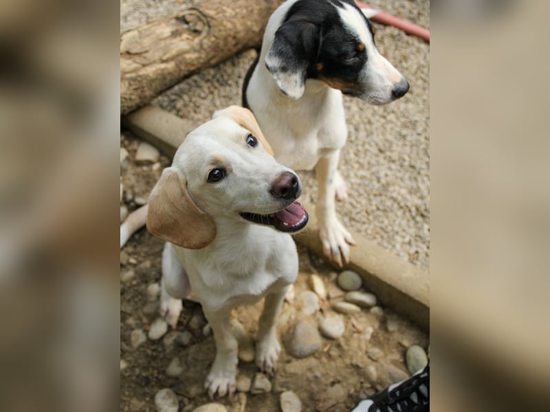 TIAGO - will Dich verzaubern TIAGO - will Dich verzaubern