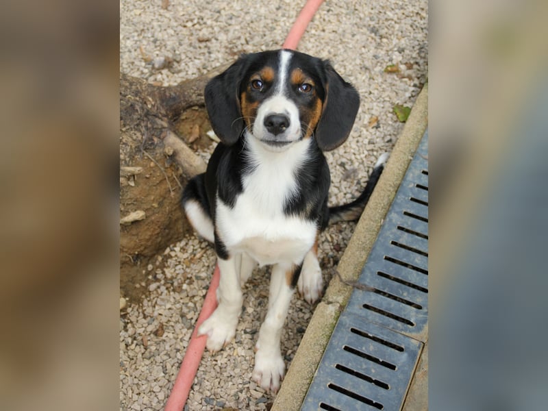 Zuckersüße LOARA - wer bringt ihre Augen zum strahlen? Zuckersüße LOARA - wer bringt ihre Augen zum strahlen?