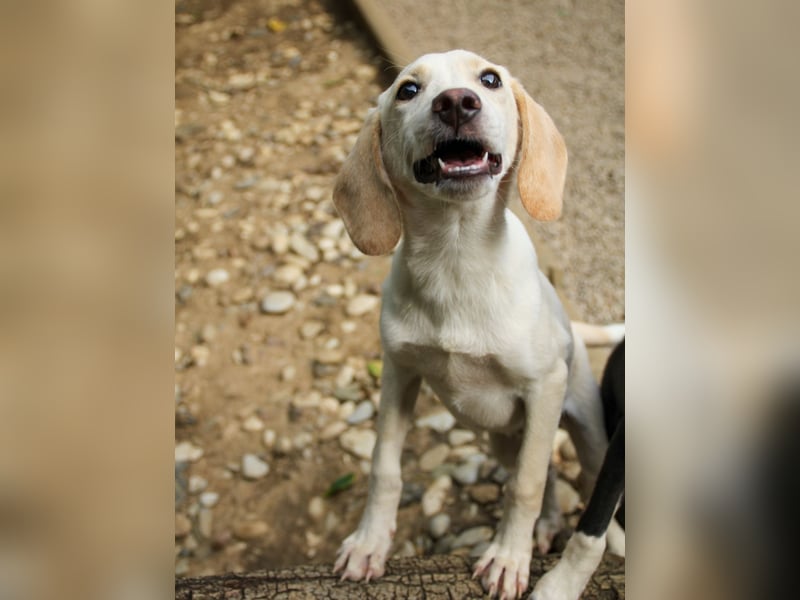 TIAGO - will Dich verzaubern TIAGO - will Dich verzaubern