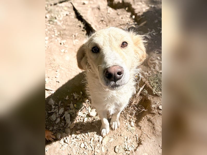 Hundeprinz MAXIM ist auf der Suche nach seinem eigenen Reich
