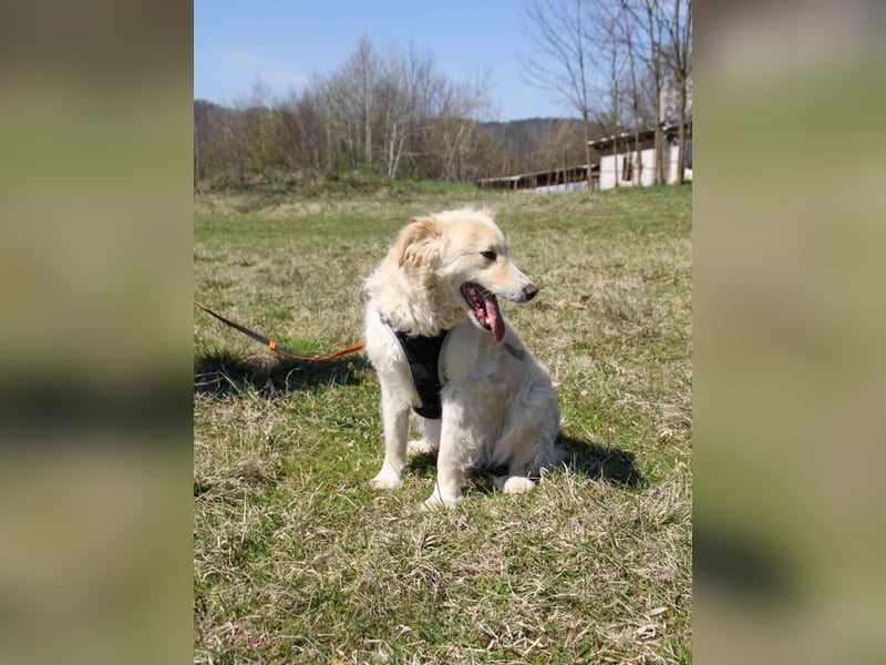 Bezaubernder MAXIM wäre gerne ein geliebtes Familienmitglied