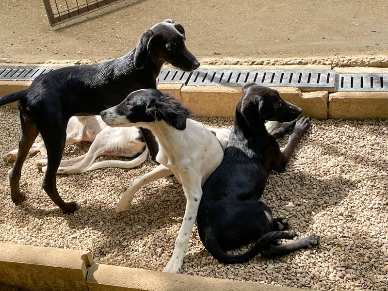 ISIDORA sucht Kuschelpartner fürs Leben