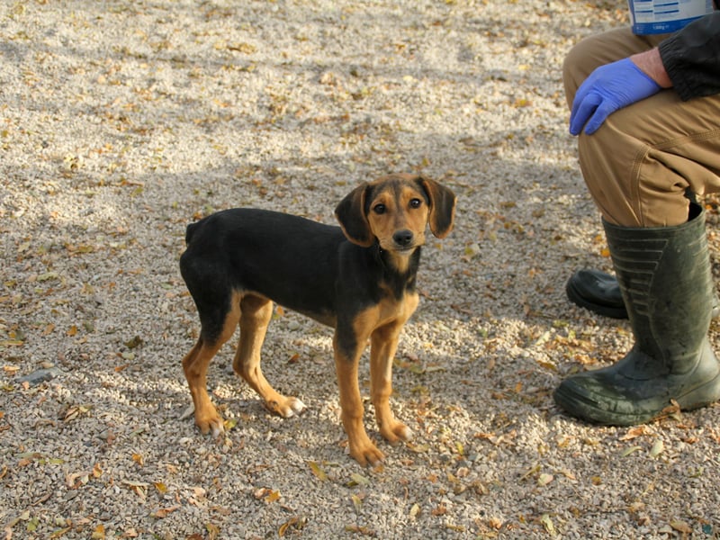 Zuckersüße FUTURE hofft, dass ihr die Zukunft bald ein tolles Zuhause bringt