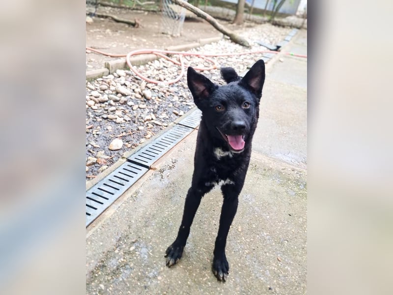 Niedliche BILLIE könnte dein Herzenshund werden