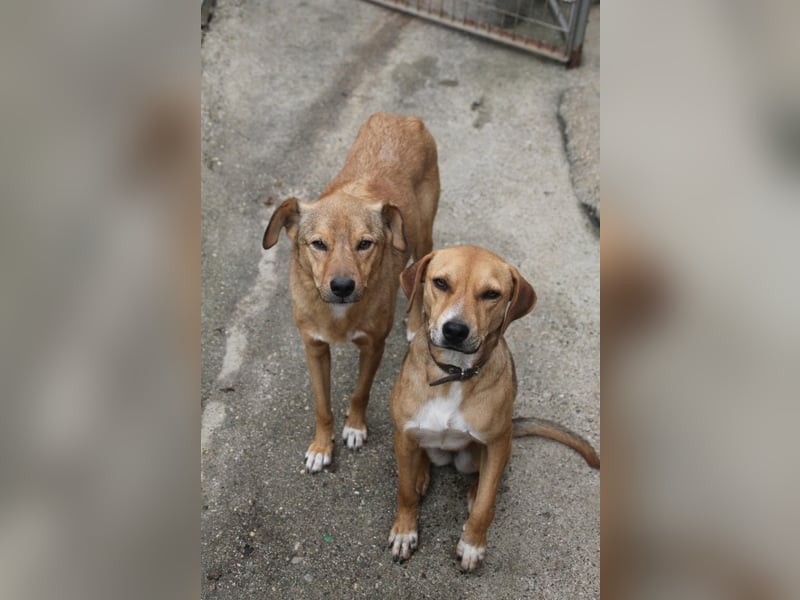 SVEN, liebenswerter Rentner sucht seinen Herzensmensch SVEN, liebenswerter Rentner sucht seinen Herzensmensch