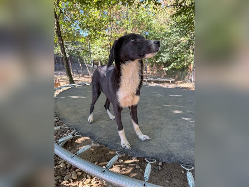 Aufgepasst - hier ist die charmante Traumhündin FLAVIA