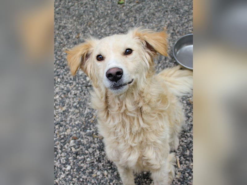 Hoppla - liebenswerter MAXIM möchte on tour gehen