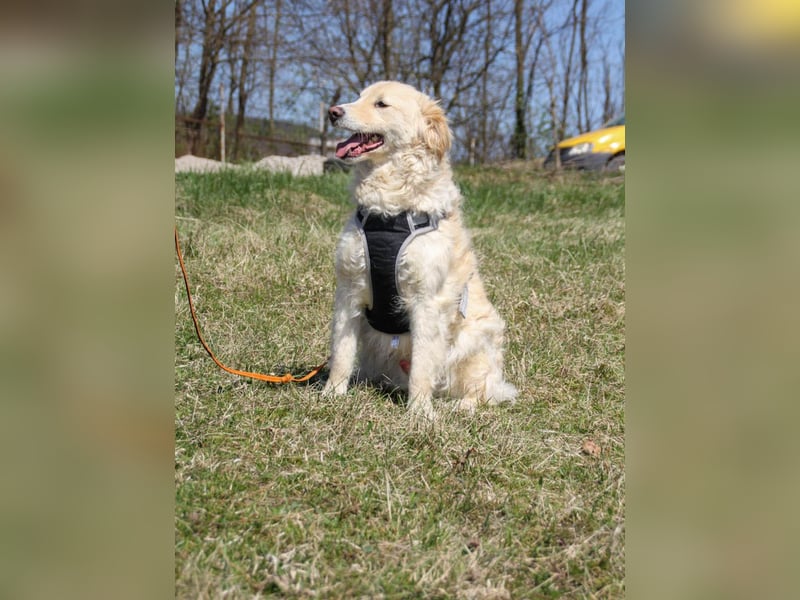 Bezaubernder MAXIM wäre gerne ein geliebtes Familienmitglied